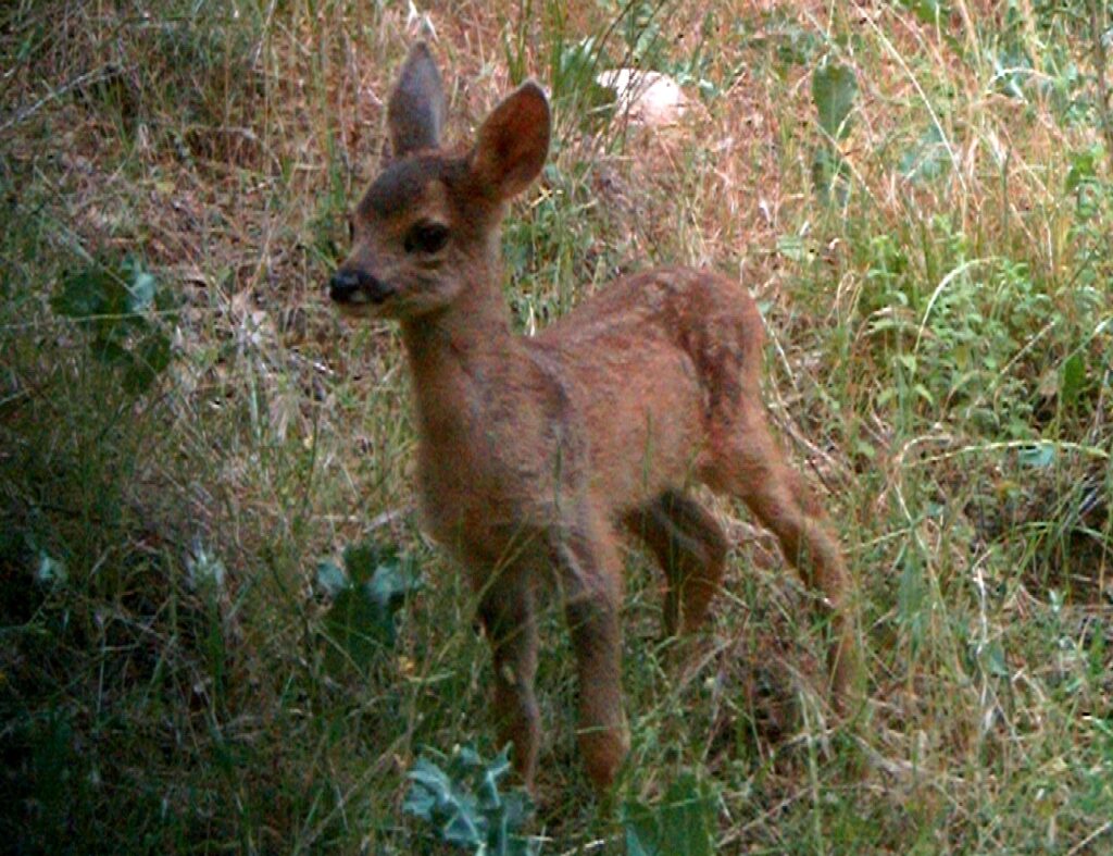 Capriolo italico