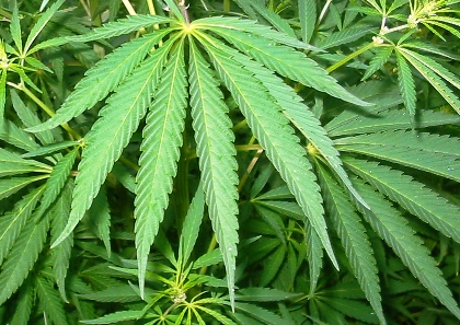 Cannabis terapeutica, Coldiretti stima 10mila posti di lavoro
