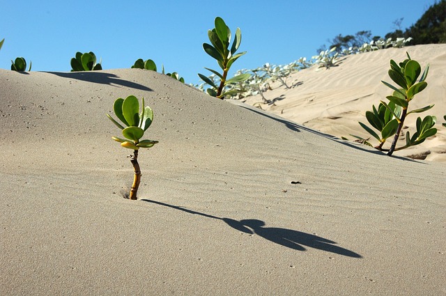 Ambiente. Sempre più serio il rischio desertificazione. Anche in Italia
