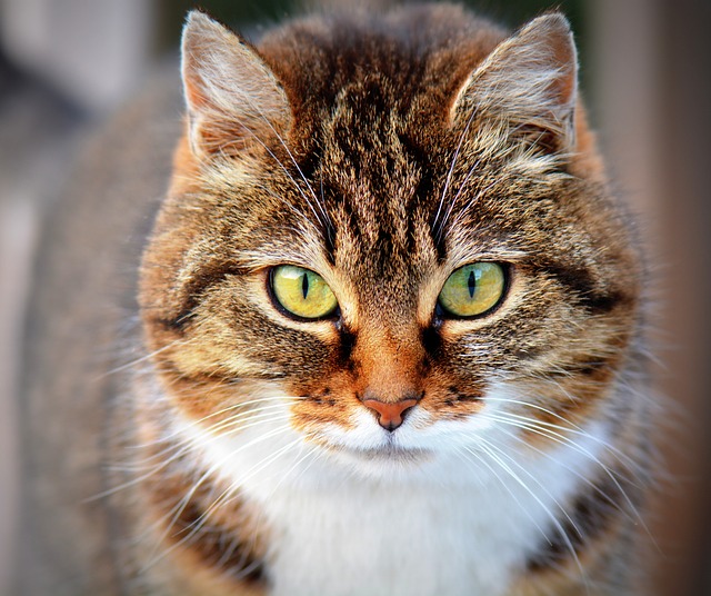 Ricetta elettronica, parte sperimentazione per farmaci veterinari